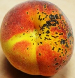 Peach scab on &lsquo;UFSun&rsquo; fruit, showing lesions around where the pedicel was located.