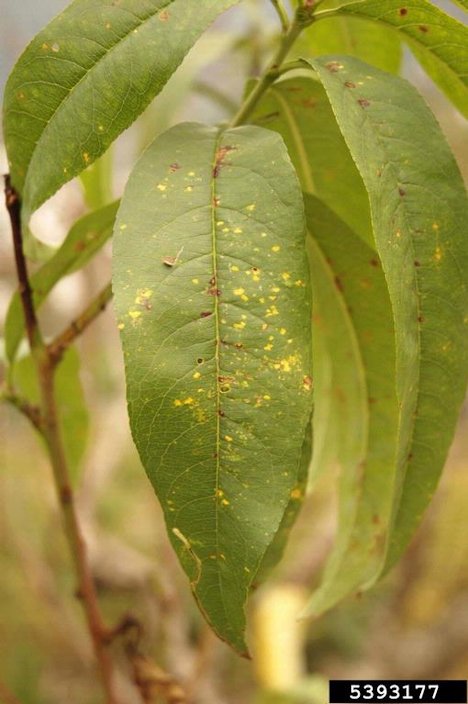 Peach Rust