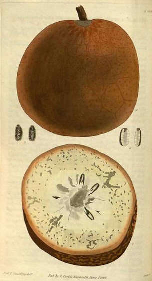 Annona reticulata