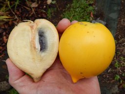 Abiu (Pouteria caimito)