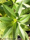 Leaf habit