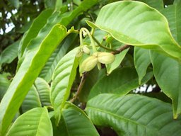 Birib&aacute; (Rollinia deliciosa) flowers