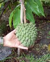 Birib&aacute; (Rollinia deliciosa)