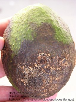 Avocado Anthracnose Lesions