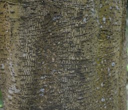 Avocado bark