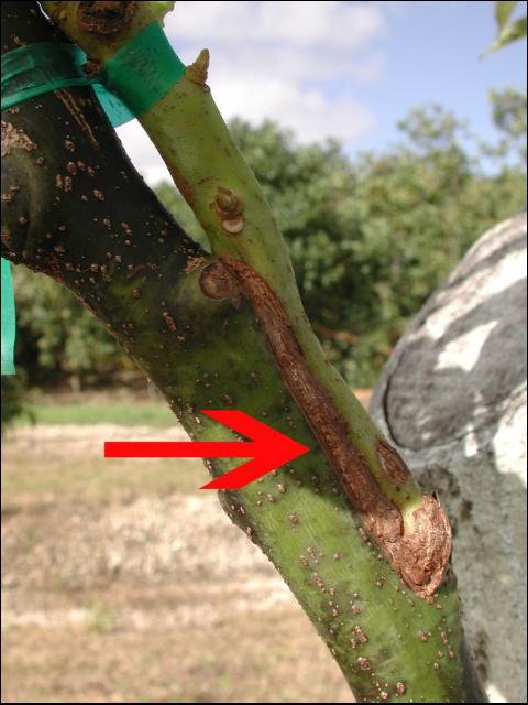 Avocado grafted