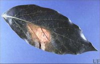 Lace Bug Damage on Avocado Leaf