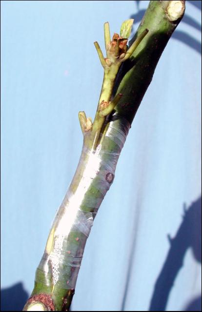 Avocado graft