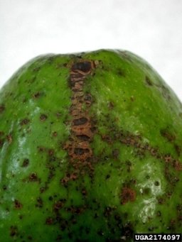 Avocado Scab