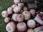PIBS sucker prepared with &times;.