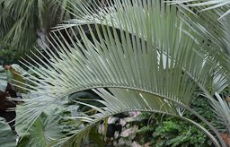 Butia odorara leaf