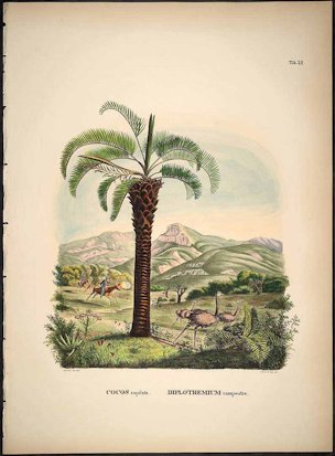 Butia capita as Cocos capitata