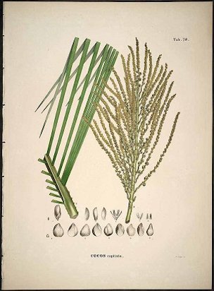 Butia capita as Cocos capitata