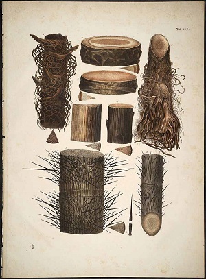 Butia capita as Cocos capitata