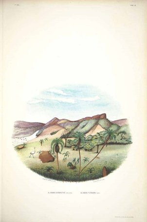 Butia capita as Cocos odorata