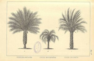 Butia capitata as Cocos odorata