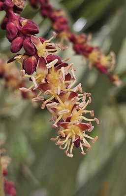 Butia odorata arching leaf