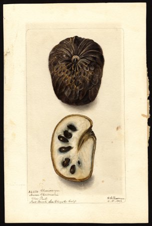Annona cherimola Miller