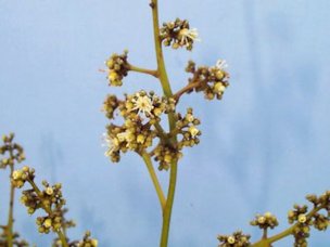 Male Mauritius Flowers in Full Bloom with Ripe Pollen.