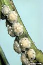 Florida Wax Scale - Ceroplastes floridensis Comstock