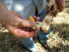 Cleaning the seeds by removing the pulp.