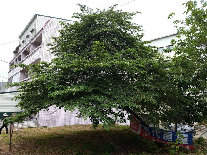 Calabur Tree Muntingia calabura, Chiayi city, Taiwan