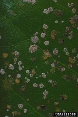Green-orange algal spots or "green scruf" on leaf surface. The grayish-white and darker "crusts" are lichens of the genus Strigula resulting from fungal colonization of the alga.
