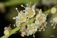 Dimocarpus longan