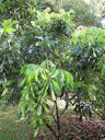 Dimocarpus longan (Longan, dragon's eye) Habit at Garden of Eden Keanae, Maui, Hawaii