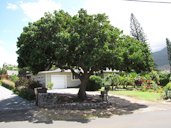 Dimocarpus longan Habit at Wailuku, Maui, Hawai'i