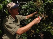 Dr. Crane thinning a panicle