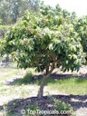 Young tree