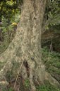 Base of old tree