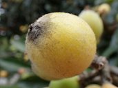 Loquat fruit (Eriobotrya japonica) in the Jardim Botânico Tropical in Lisbon