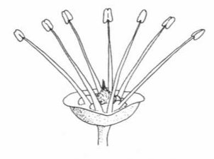 Hermaphrodite Flower Diagram Showing the Distinctive Parts