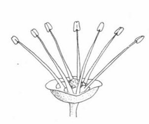 Detailed Diagram of a Male Flower