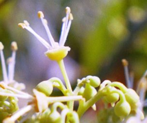 Male 'No Mai Tze' Flowers with Ripe Pollen and Unopened Females.