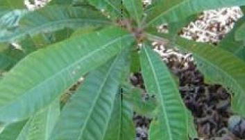 Leaf habit