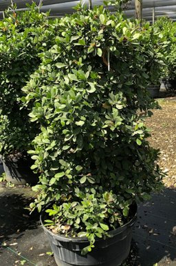 Miracle fruit bush growing in container under shade cloth. Shown is &lsquo;Flame&rsquo; type
