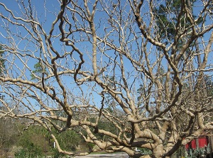 Callie’s Delight’ Contorted Mulberry – Fruiting Contorted Mulberry!