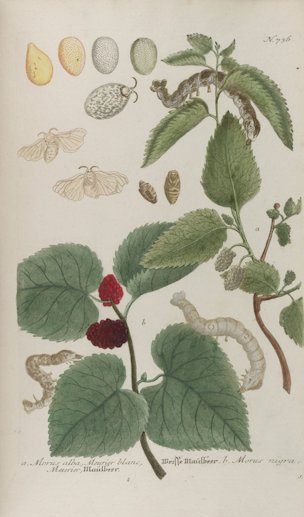 Morus alba L. [as Morus alba]