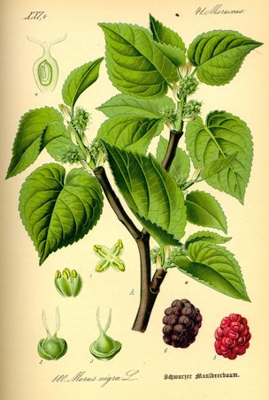 Morus nigra L.