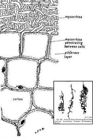Credit: Dave Hodge Transverse section of part of a root of the Scots