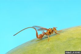 Papaya Fruit Fly