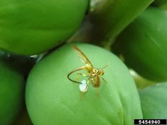 Papaya Fruit Fly