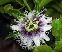Passionfruit, Passiflora eculis