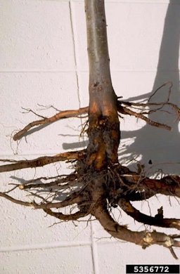 Phytophthora Root Rot