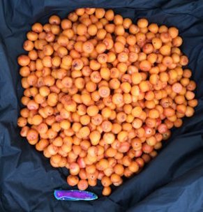 This Pindo Palm fruit will be used to make wine