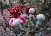 Feijoa: unusual flowers