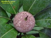 Sapodilla fruit